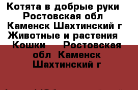 Котята в добрые руки - Ростовская обл., Каменск-Шахтинский г. Животные и растения » Кошки   . Ростовская обл.,Каменск-Шахтинский г.